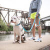 Reflective Collar, Neon Blue - Collars, Leashes & Harnesses - 2 - thumbnail