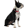 Reflective Collar, Red - Collars, Leashes & Harnesses - 2