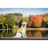 Life Vest, Yellow - Dog Clothes - 2
