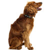 Printed Collar, Comic Book - Collars, Leashes & Harnesses - 2