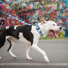 Printed Collar, Tie Dye - Collars, Leashes & Harnesses - 2 - thumbnail