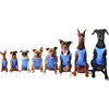 Elasto-Fit Ice Vest, Blue - Dog Clothes - 4