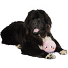 Ocho Toss Around Flyer and Squeaker Dog Toy - Pet Toys - 7