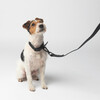 Diggs Dog Leash, Charcoal - Collars, Leashes & Harnesses - 2