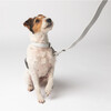 Diggs Dog Leash, Ash - Collars, Leashes & Harnesses - 2