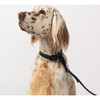Diggs Buckle Dog Collar, Navy - Collars, Leashes & Harnesses - 2