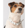 Diggs Buckle Dog Collar, Ash - Collars, Leashes & Harnesses - 2