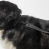 Diggs Dog Leash, Charcoal - Collars, Leashes & Harnesses - 5 - thumbnail