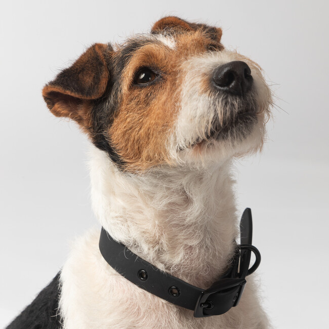 Diggs Buckle Dog Collar, Charcoal