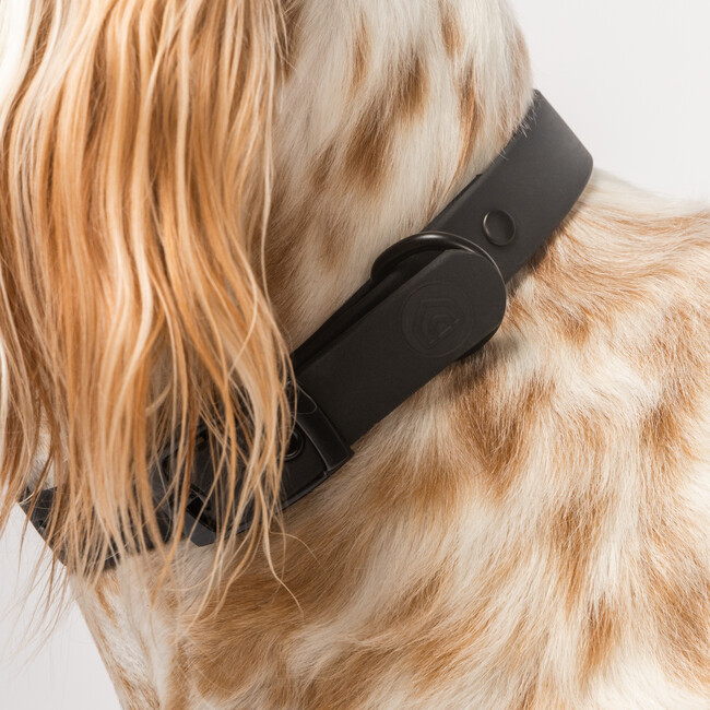 Diggs Buckle Dog Collar, Charcoal - Collars, Leashes & Harnesses - 4