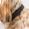 Diggs Buckle Dog Collar, Charcoal - Collars, Leashes & Harnesses - 4