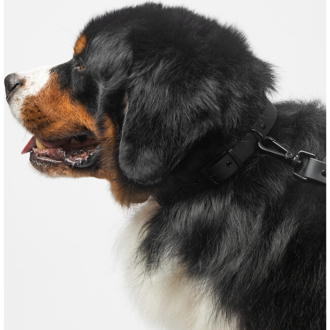 Diggs Buckle Dog Collar, Charcoal - Collars, Leashes & Harnesses - 5