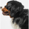 Diggs Buckle Dog Collar, Charcoal - Collars, Leashes & Harnesses - 5