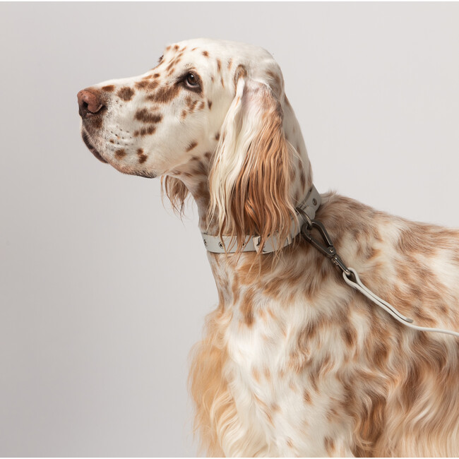 Diggs Buckle Dog Collar, Ash - Collars, Leashes & Harnesses - 5