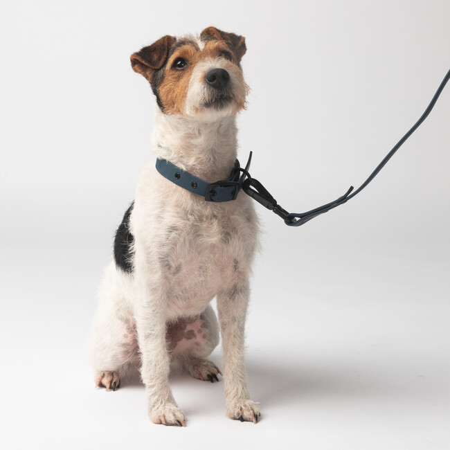 Diggs Buckle Dog Collar, Navy - Collars, Leashes & Harnesses - 5