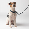 Diggs Buckle Dog Collar, Navy - Collars, Leashes & Harnesses - 5