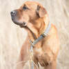 Butter Leather Retriever Dog Collar, Timeless Grey and Gold - Collars, Leashes & Harnesses - 2