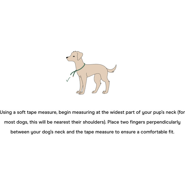 Wild One Collar, Spruce - Collars, Leashes & Harnesses - 3
