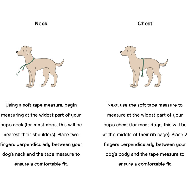 Wild One Harness, Butter - Collars, Leashes & Harnesses - 3