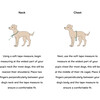 Wild One Harness, Butter - Collars, Leashes & Harnesses - 3