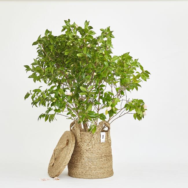 Ecole Tall Basket, Natural - Storage - 3