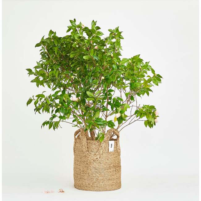 Ecole Tall Basket, Natural - Storage - 4