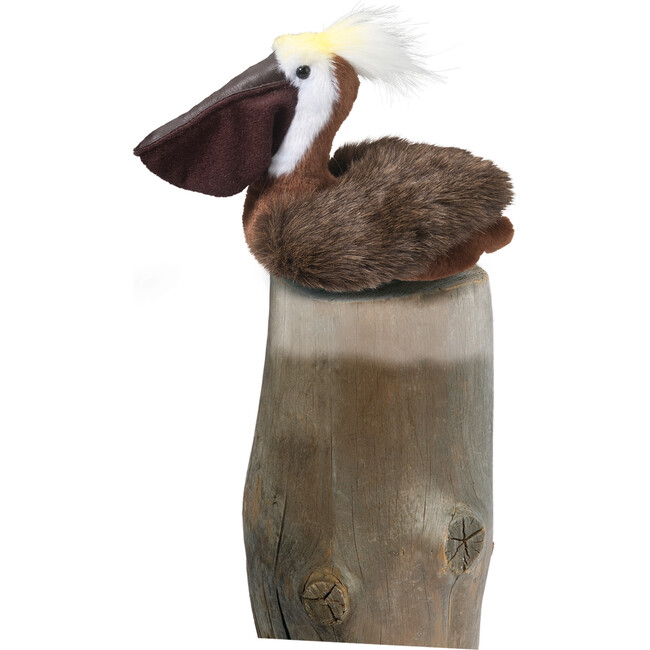 Beachy Pelican