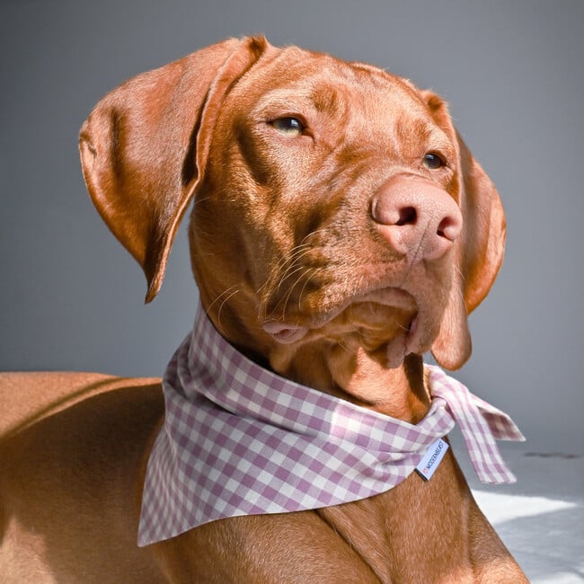 Bandana, Lilac Gingham - Dog Bandanas & Neckties - 2