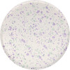Speckled Dinner Plates - Tableware - 3
