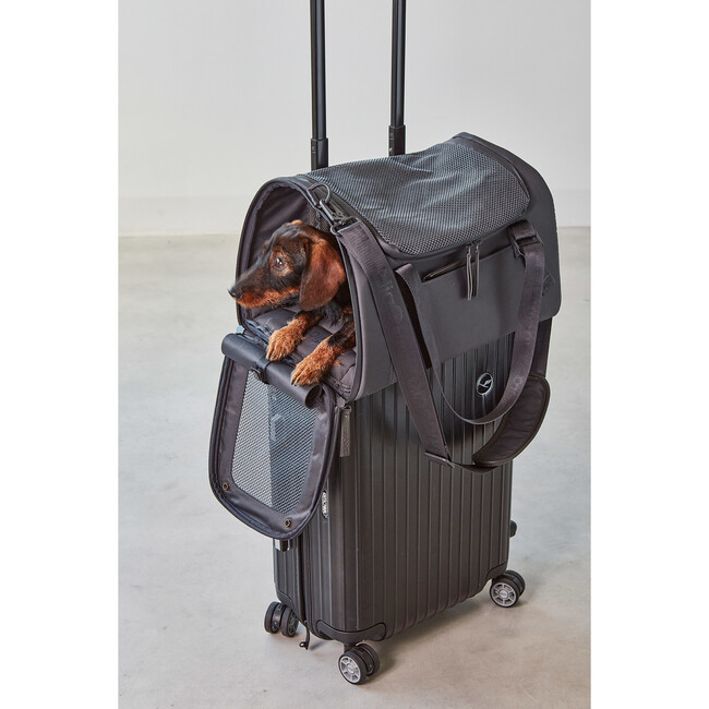 Volata Dog Airline Travel Carrier, Asphalt