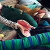Jeremy Crocodile Large Toy - Plush - 5