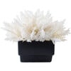 Square Pampas Floral Pot, Black - Accents - 1 - thumbnail