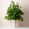 Mirabelle Tall Vase, Cream - Accents - 3