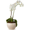 Amelie Small Cachepot, White and Gold - Accents - 3