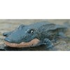 Robocroc R/C 2.4G - Tech Toys - 4