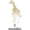 LouLou Baker’s Baby: Milestone Cards - Paper Goods - 5
