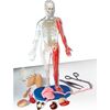 Squishy Human Body - STEM Toys - 3