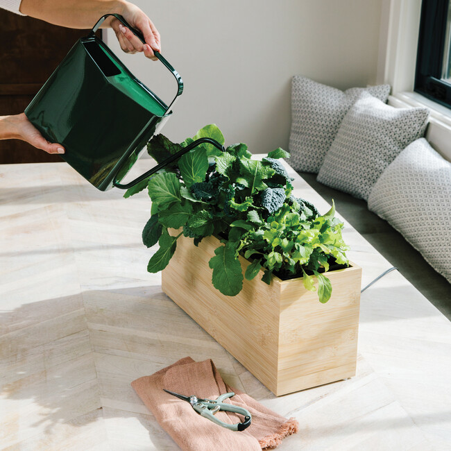 Watering Can, Evergreen - Watering Cans - 2