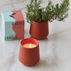 Rooted Candle, Rosemary - Planting Kits - 2
