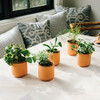 Tiny Terracotta Kit, Thank You Daisies - Planting Kits - 2