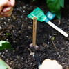 Seed Lollipop Set of 3, Culinary - Seed Kits - 3