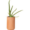 Terracotta Kit, Bonsai - Planting Kits - 2