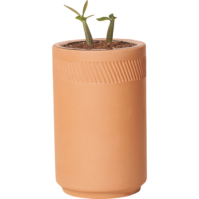 Terracotta Kit, Aloe - Planting Kits - 3