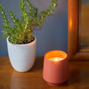 Rooted Candle, Rosemary - Planting Kits - 3