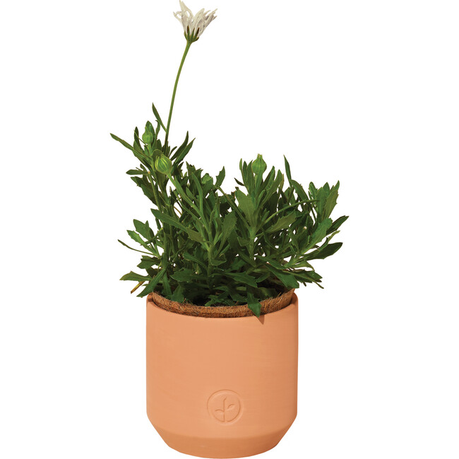 Tiny Terracotta Kit, Thank You Daisies - Planting Kits - 3