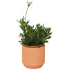 Tiny Terracotta Kit, Thank You Daisies - Planting Kits - 3