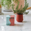 Rooted Candle, Rosemary - Planting Kits - 4