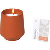 Rooted Candle, Rosemary - Planting Kits - 5
