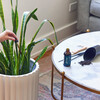 Plant Parent Botanical Gift Box Set - Planting Kits - 2