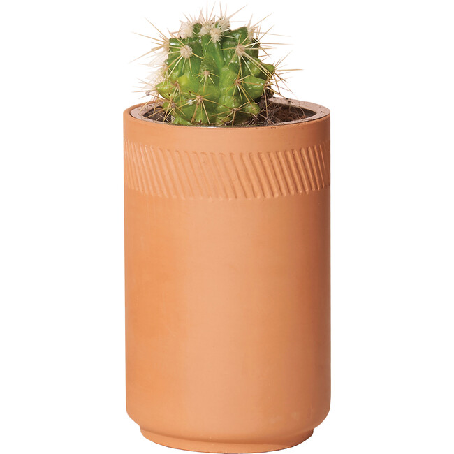 Terracotta Kit, Cactus - Planting Kits - 3